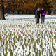 Volunteers working on an outdoor public art installation in Washington DC. created by Suzanne Firstenberg, December 2020. The white flags are meant to represent each life lost to covid-19 in the U.S.